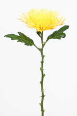 Fototapeta premium yellow chrysanthemum on white background