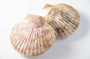 isolated scallops on white background