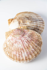 isolated scallops on white background