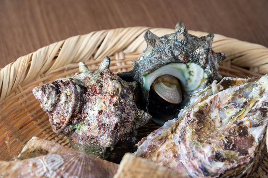 fresh sazae, japanese turban shell fish