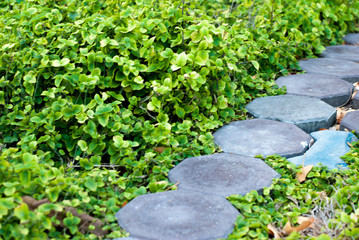 Stone pathway amidst beautiful greenery