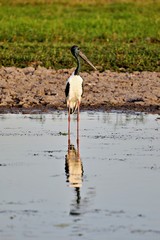 Schwarzstorch im Kakadu National Park