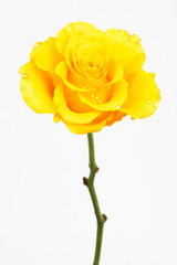Fototapeta premium rose with dew drops on white background