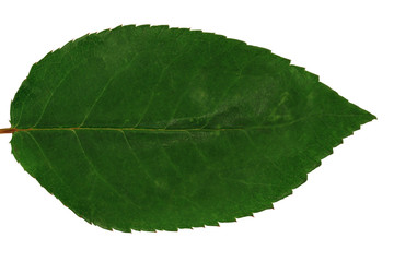Green leaf isolated on a white background. Close-up. Top view.