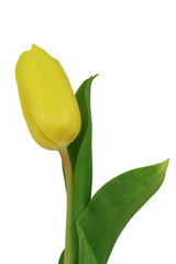 Yellow tulip Isolated on a white background. Close-up.