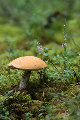 boletus mushroom growing in wild forest