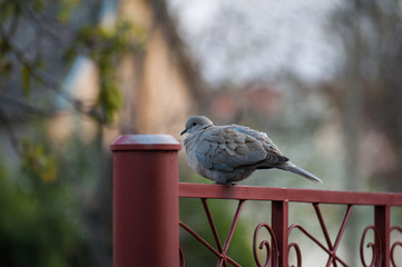 Pigeon stands onthe red gate.Wild animal