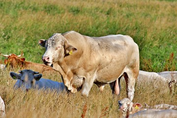 Bulle auf der Wiese