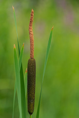 bulrush, typha plant with green vegetation background © Martin