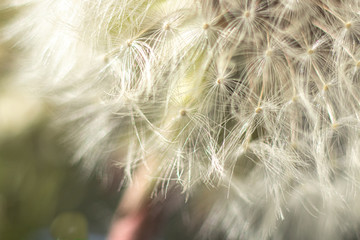 close up of dandelion