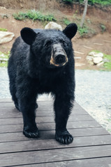 Fototapeta premium Detail view of a brown bear on a resting place