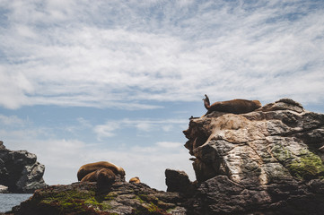 Seals which lie on stones and enjoy the sun