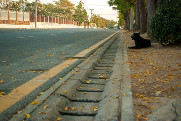 Roadside drainage path with dry leaves