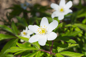 In the wild bloom early spring perennial plant Anemone nemorosa