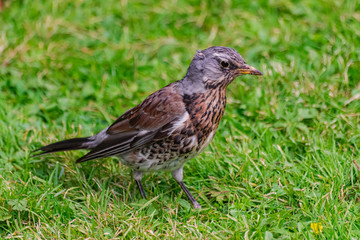  song thrush, (Turdus philomelos), on green grass surface