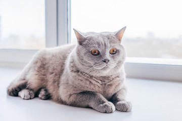 Lilac British cat lying on the windowsill. Close up portrait.
