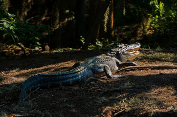 Full body of alligator in bayou
