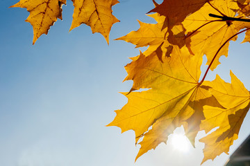 maple leafs, sun and a blue sky. Autumn background