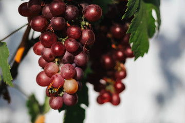 Bunches of red grapes close-up and a bee sitting on berries.