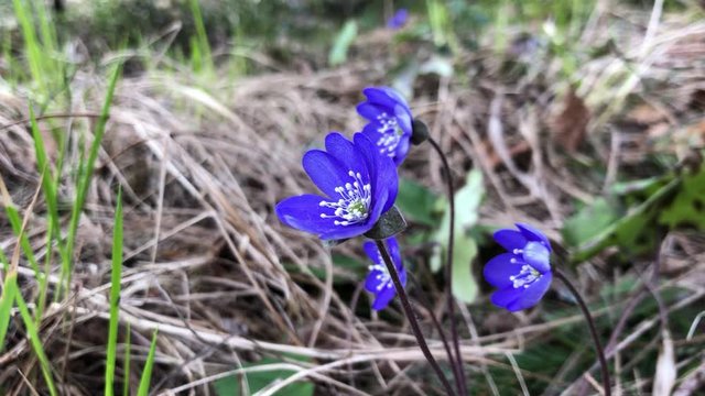 Hepatica nobilis small violet spring flowers on wind in forest. Liverwort in Estonia