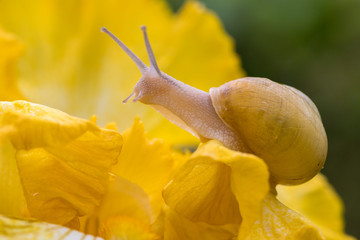 A snail moves on a yellow iris flower after the rain