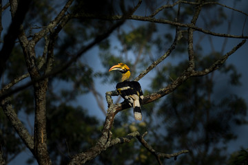 Great Indian Hornbill