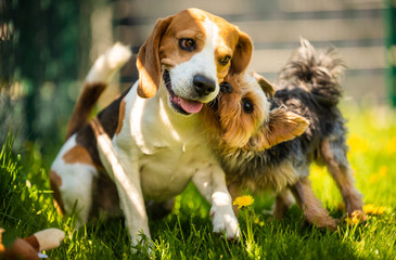 Cute Yorkshire Terrier dog running with beagle dog on gras on sunny day.