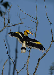 Great Indian Hornbill © faisalmagnet