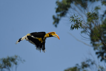 Great Indian Hornbill