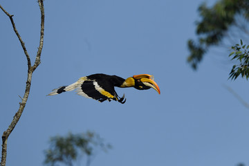 Great Indian Hornbill
