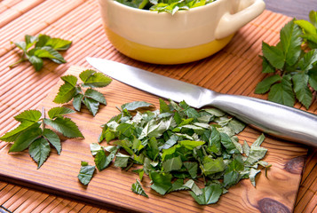 Using fresh young goutweed leaves for food in spring. Aegopodium podagraria commonly called ground...