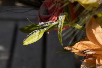 Flowers and plants in a bouquet in the ashes