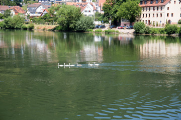 blick auf eine schwanfamilie auf dem neckar schwimmend in heidelberg deutschland