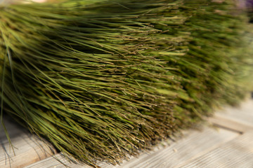 Lush and airy green papyrus plant on a wooden table