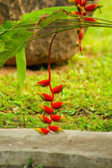 autumn leaves on the ground