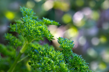Macro shot on green parsley. Nature background.