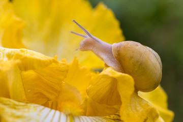 A snail moves on a yellow iris flower after the rain © serge