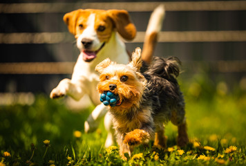 Cute Yorkshire Terrier dog running with beagle dog on gras on sunny day.