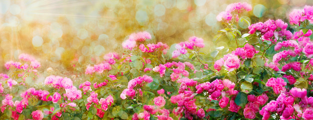 Pink roses  in summer garden in day light