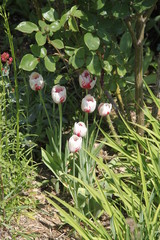 Pink and white tulip spring flower