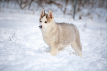 siberian husky welpe im schnee © Andreas