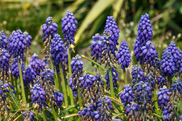 Obraz premium grape hyacinth in the garden