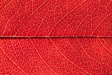 Naklejka na ściany i meble Red leaf summer background. Close-up natural texture, macro