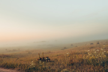 morning fog in the field