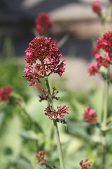 Pink valerian spring flower blossom