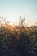 foggy sunrise in the field