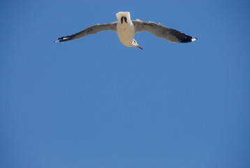 Low angle of seagull against blue sky, Hout Bay, South Africa