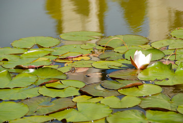 Water lily and lily pads on water, Franschhoek, South Africa