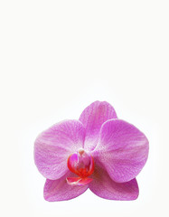 Fototapeta na wymiar Pink orchid with small specks on a white background