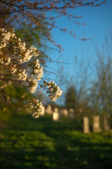 Spring Blossoms in a Cemetary in Glasgow Scotland With Gravestones in the Background at Sunset
